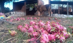 Bò ăn thanh long... vì giá bèo bọt